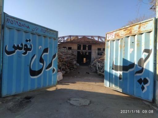 عکس چوب بری توس