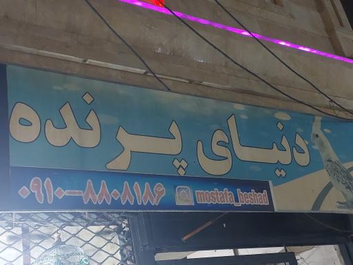 عکس پرنده مصطفی