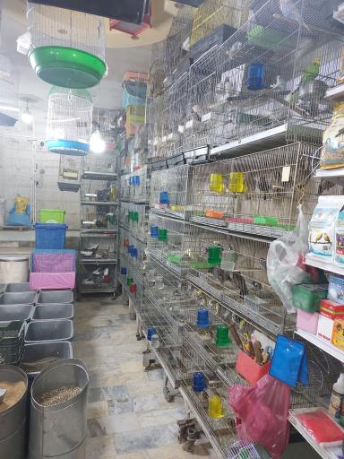 عکس پرنده مصطفی