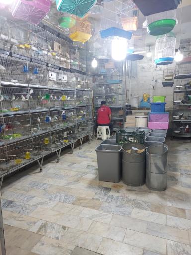 عکس پرنده مصطفی