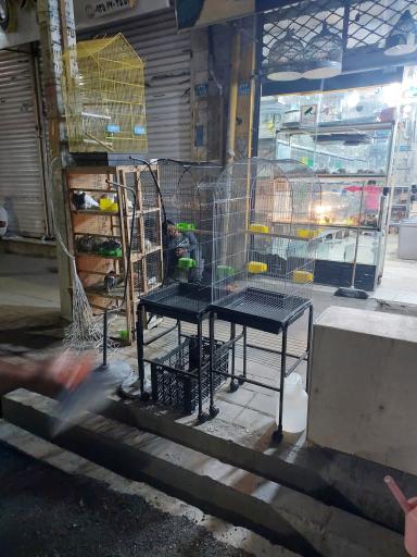 عکس پرنده مصطفی