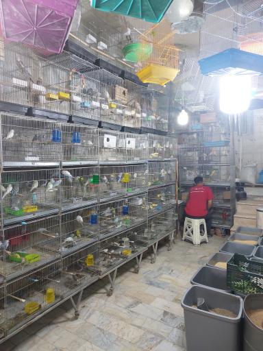 عکس پرنده مصطفی