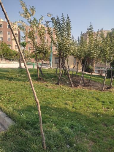 عکس فضای سبز صدف