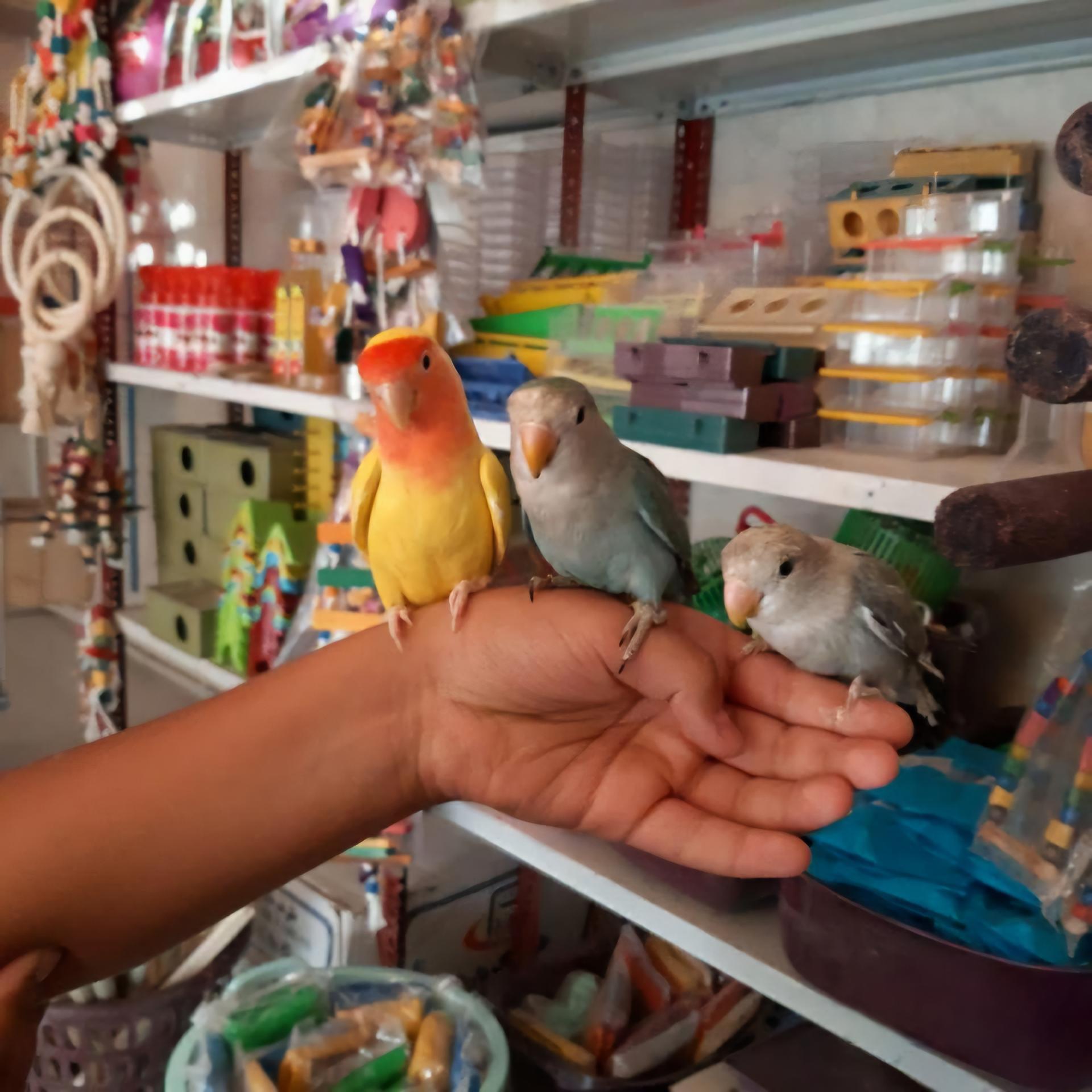 عکس پرنده فروشی سید