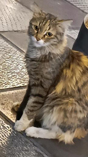 عکس بوستان شهریار عدل