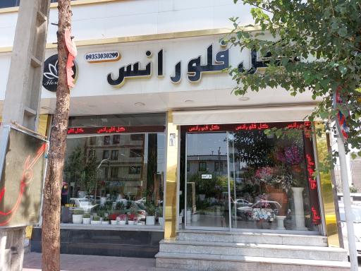 عکس گل فلورانس