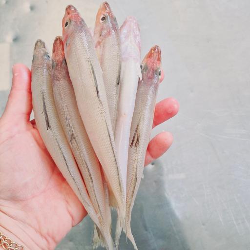 عکس ماهی و میگو مهدی