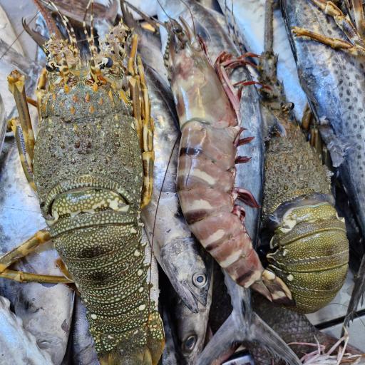 عکس ماهی و میگو مهدی