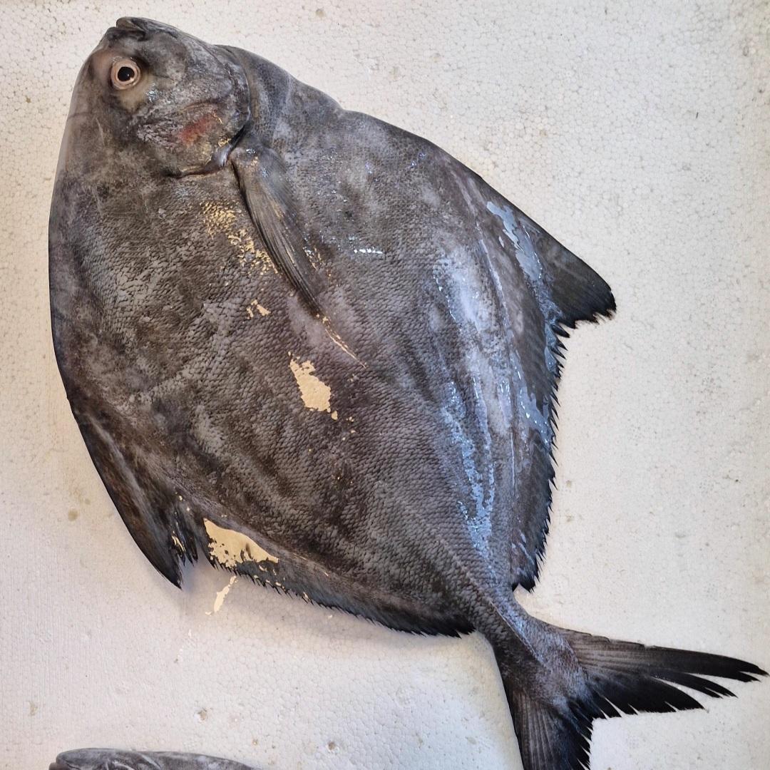 عکس ماهی و میگو مهدی