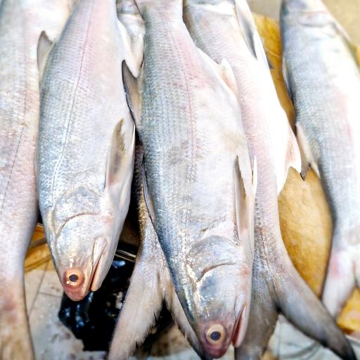 عکس ماهی و میگو مهدی