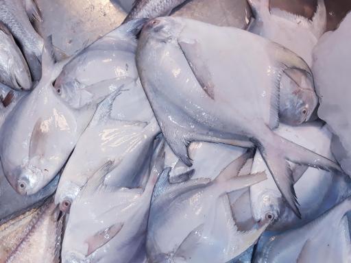 عکس ماهی و میگو مهدی