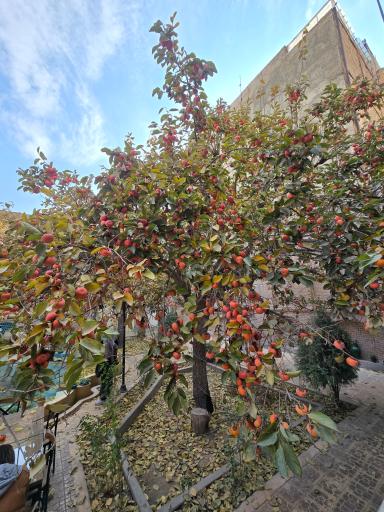 عکس عمارت شیرخورشیدی 