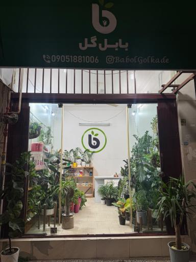 عکس بابل گل