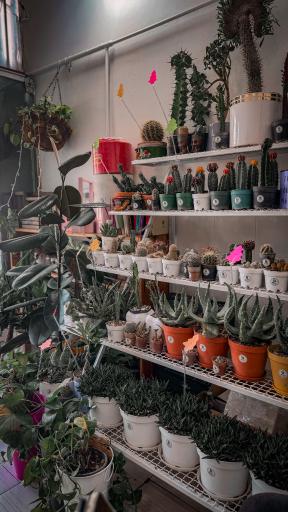 عکس بابل گل