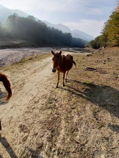 عکس سد میجران