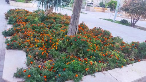 عکس پارک نسترن