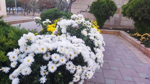 عکس پارک نسترن