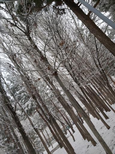 عکس پارک نسترن