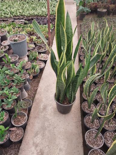 عکس گل و گیاهان آپارتمانی طاهری 