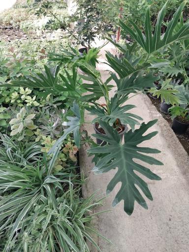 عکس گل و گیاهان آپارتمانی طاهری 