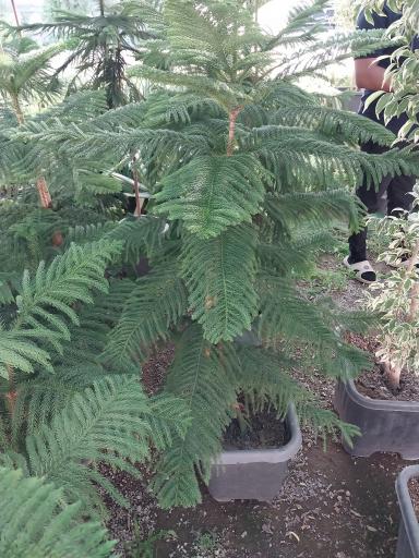 عکس گل و گیاهان آپارتمانی طاهری 