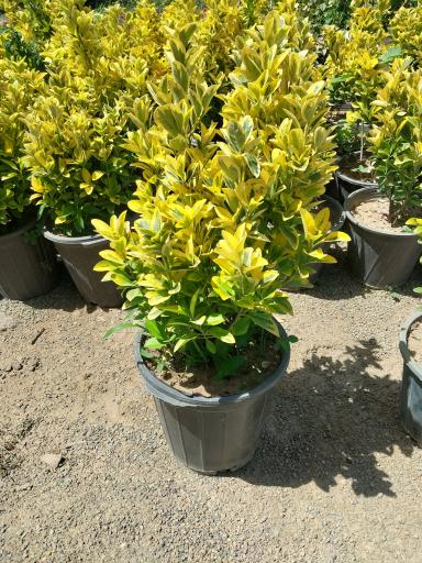 عکس گل و گیاهان آپارتمانی طاهری 