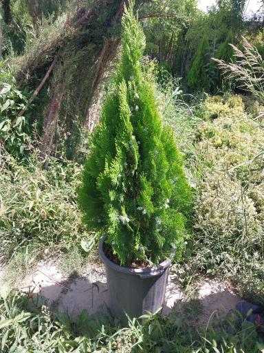 عکس گل و گیاهان آپارتمانی طاهری 