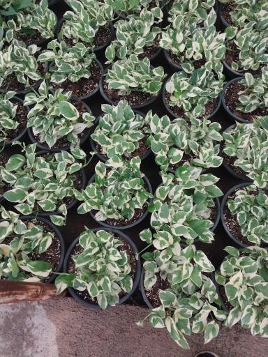 عکس گل و گیاهان آپارتمانی طاهری 