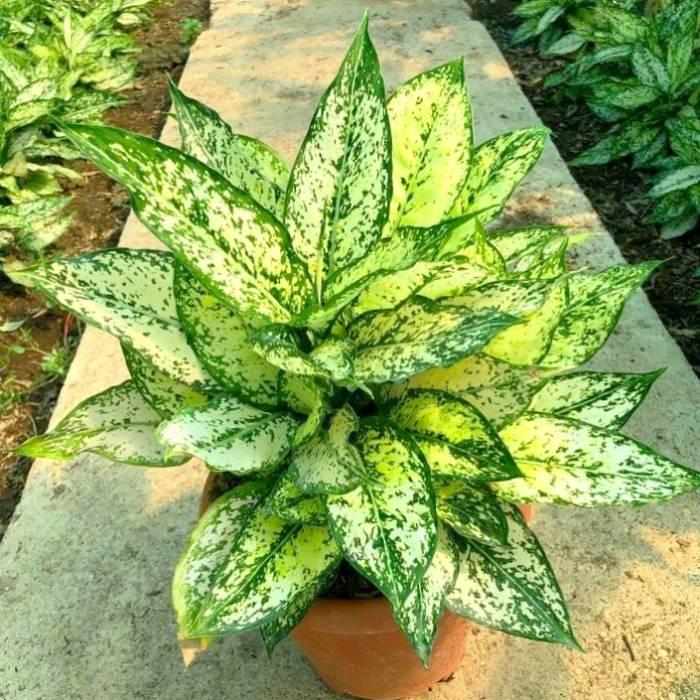 عکس گل و گیاهان آپارتمانی طاهری 