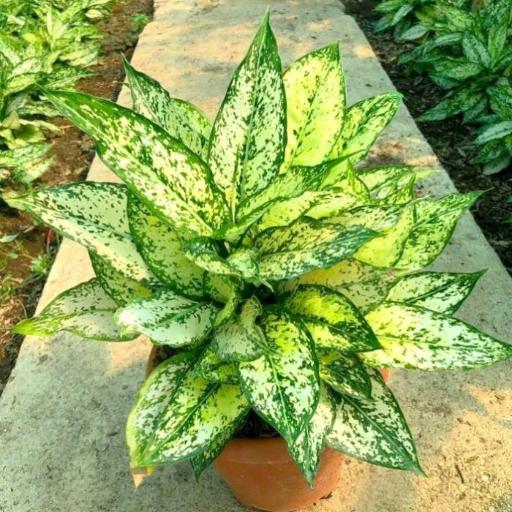 عکس گل و گیاهان آپارتمانی طاهری 