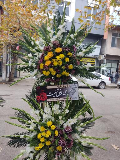 عکس گلکده میخک 