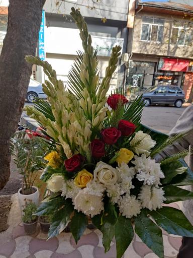 عکس گلکده میخک 