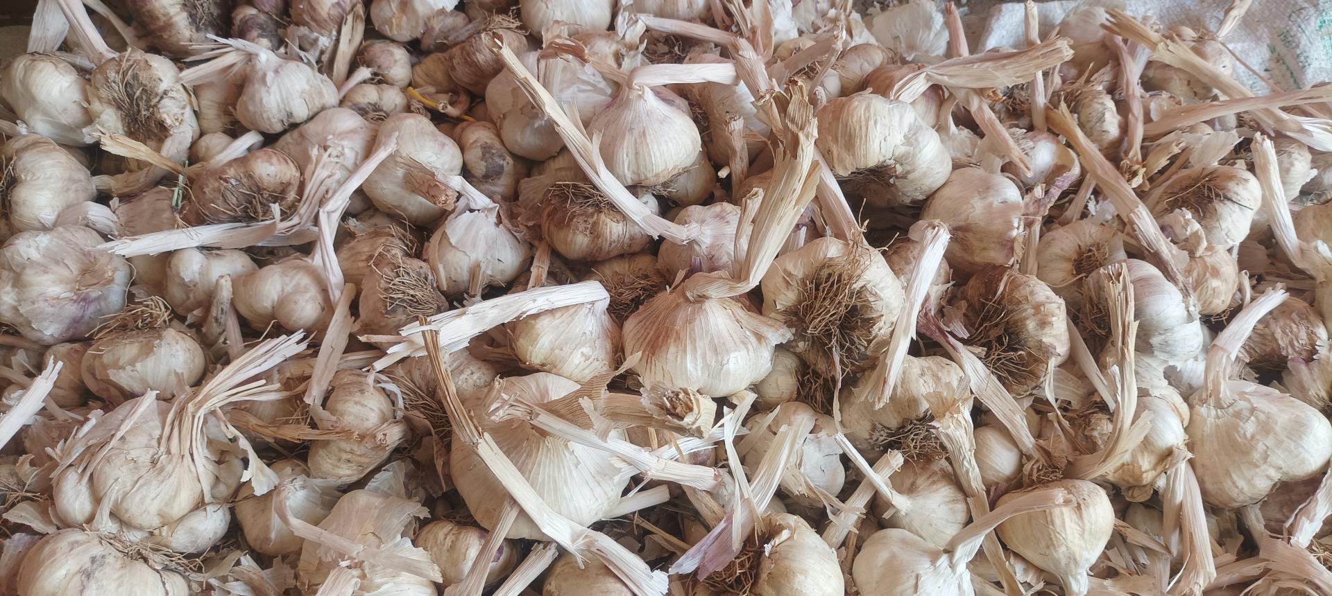 عکس فروشگاه سیر موسیر و فرآورده های سیر سیدی