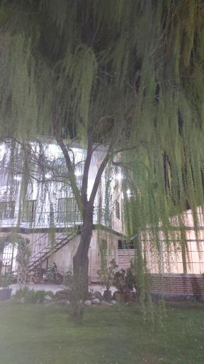 عکس باغ رستوران نارسیس