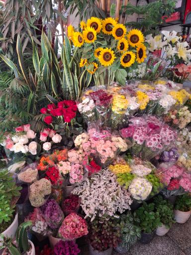 عکس گل فروشی تینا