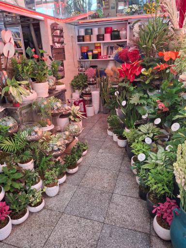 عکس گل فروشی تینا