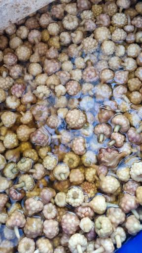 مرکز پخش زیتون 