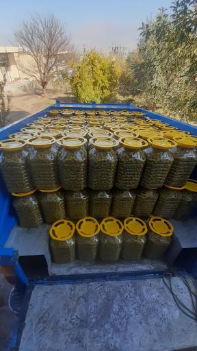 مرکز پخش زیتون 