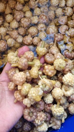 مرکز پخش زیتون 