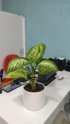 عکس استودیو عکس و فیلم روما