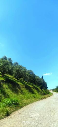 عکس اقامتگاه بومگردی تک درخت