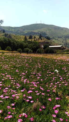عکس اقامتگاه بومگردی تک درخت