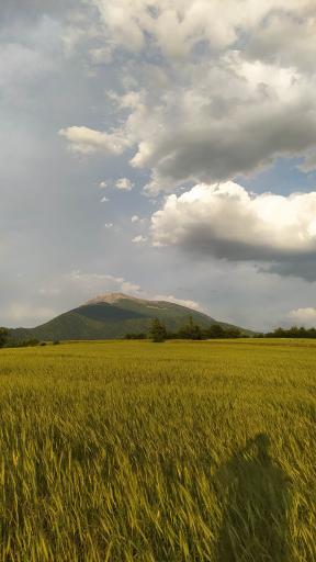 عکس اقامتگاه بومگردی تک درخت