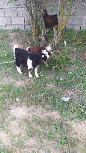 عکس اقامتگاه بومگردی تک درخت