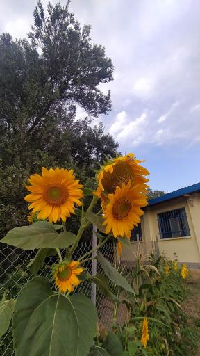 عکس اقامتگاه بومگردی تک درخت