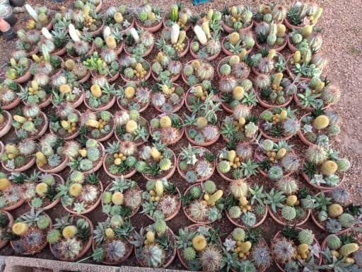 عکس گلسرای بهشت