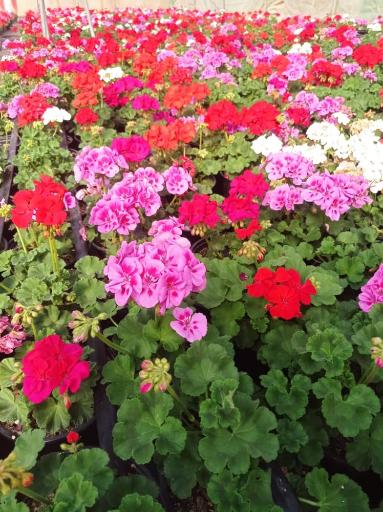 عکس گلسرای بهشت
