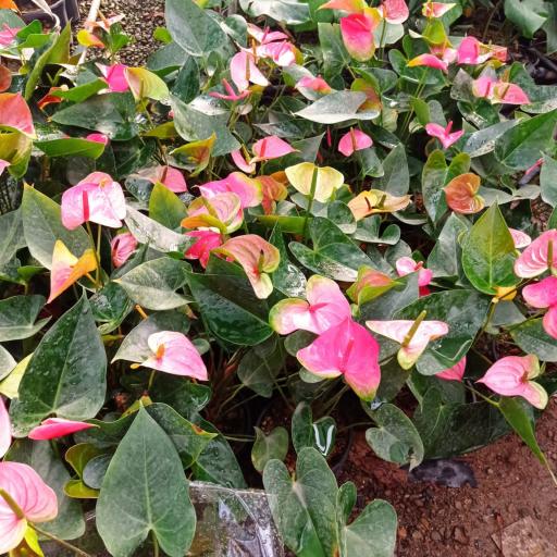 عکس گلسرای بهشت