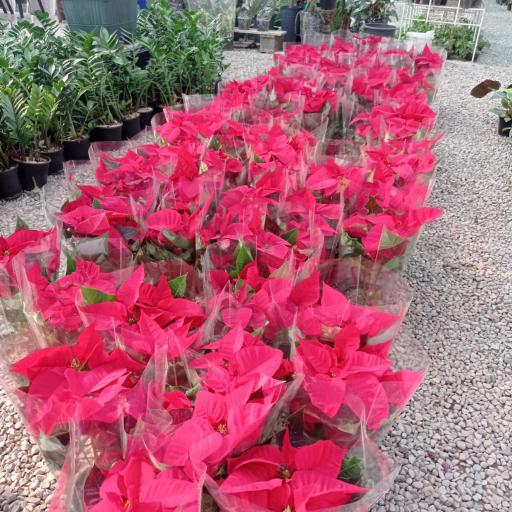 عکس گلسرای بهشت