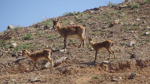 عکس پارک حیات وحش چشمه خسرو